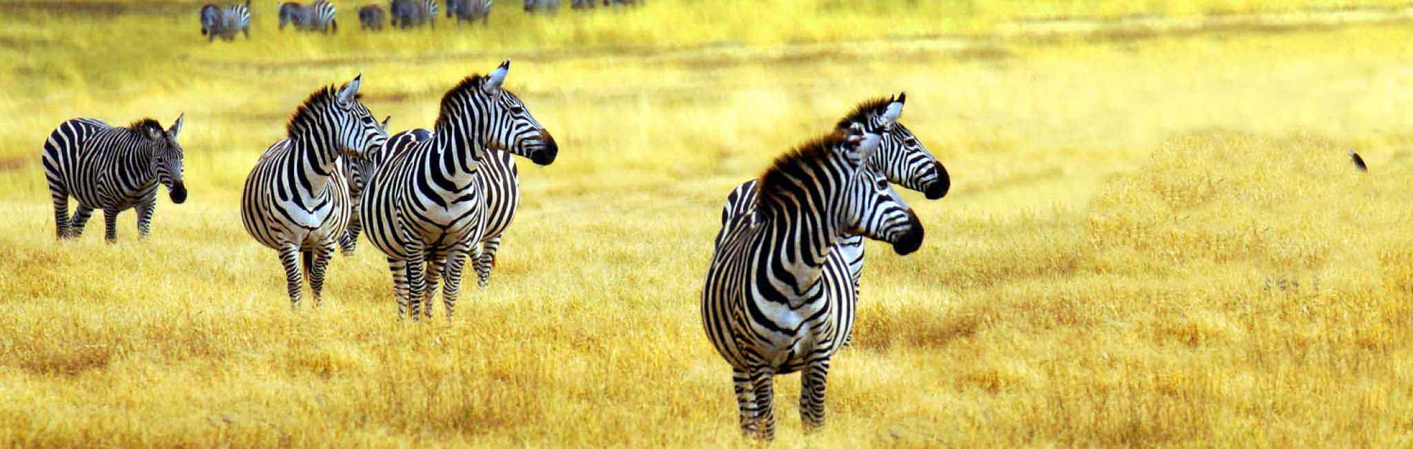 Tanzania Safari Tours