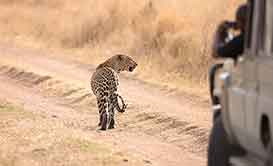 Tanzania Safari Travel Tips
